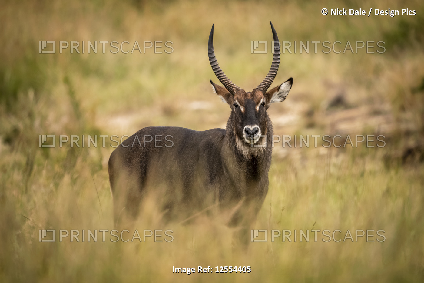 Male Defassa waterbuck (Kobus ellipsiprymnus) in grass watches camera, ...