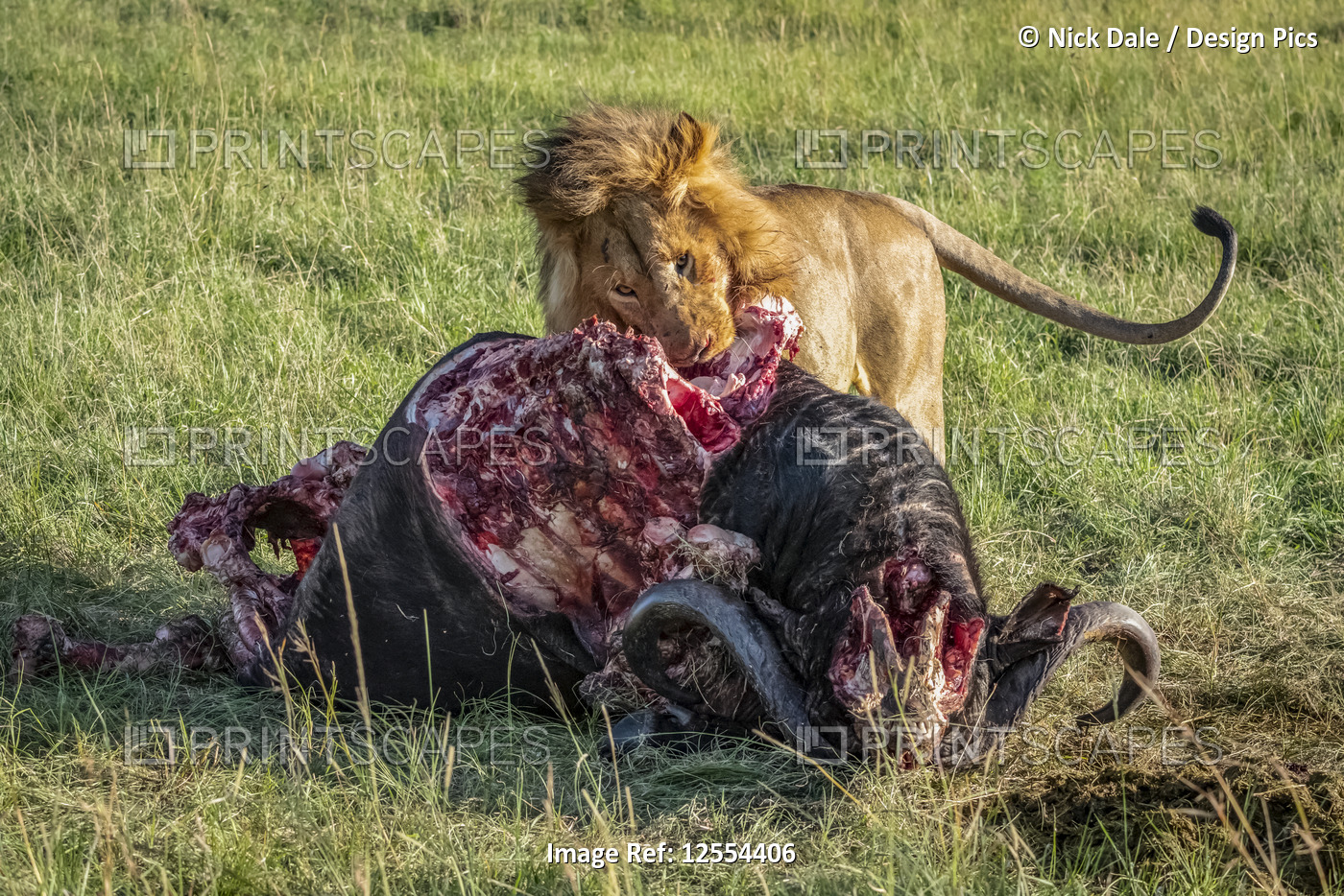 Male lion (Panthera leo) feeds on bloody buffalo carcass, Serengeti National ...