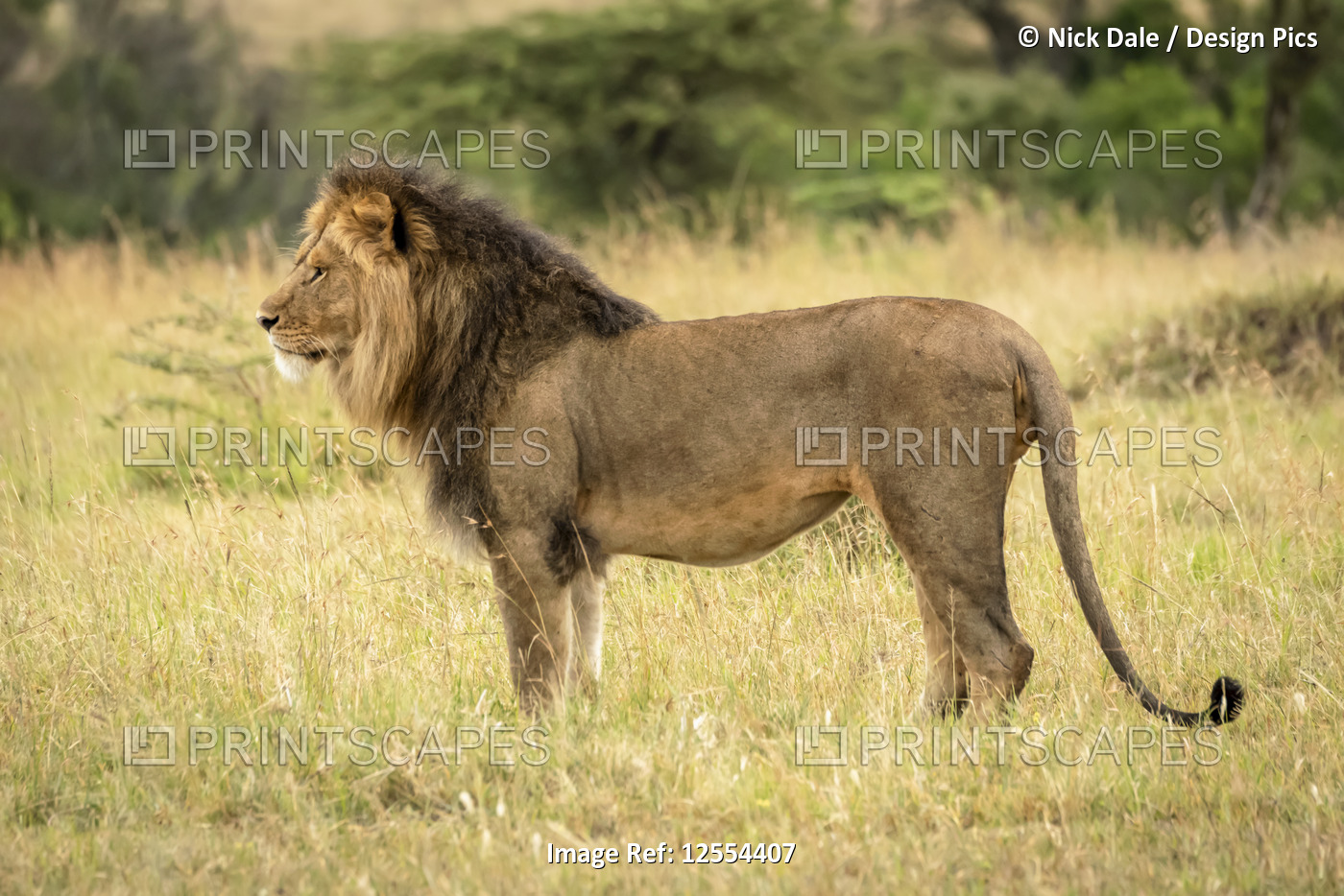 Male lion (Panthera leo) stands in grass in profile, Serengeti National Park; ...