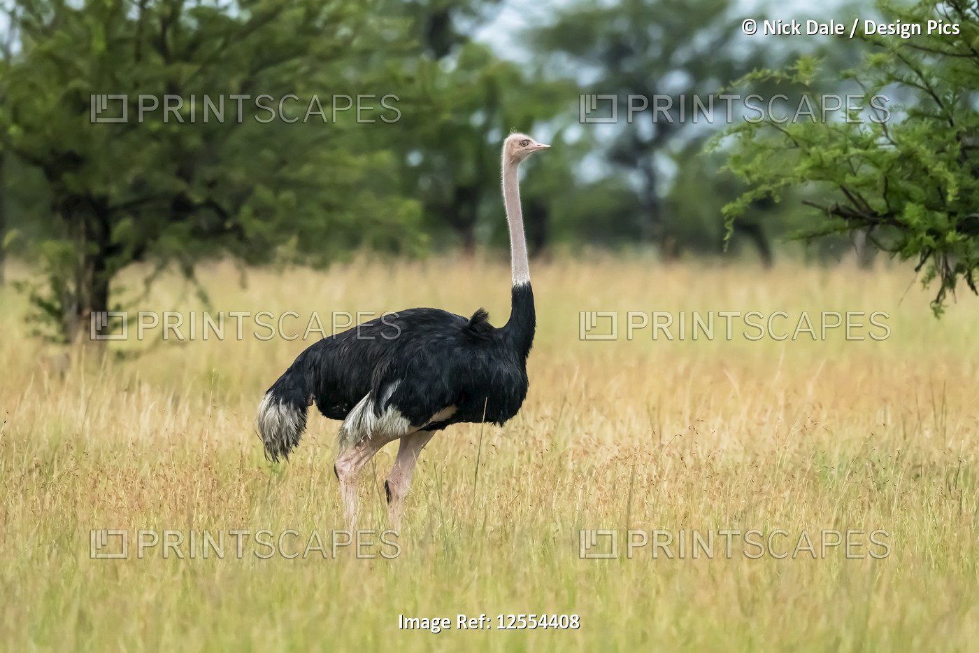 Male ostrich (Struthio camelus) stands in trees facing right, Serengeti ...