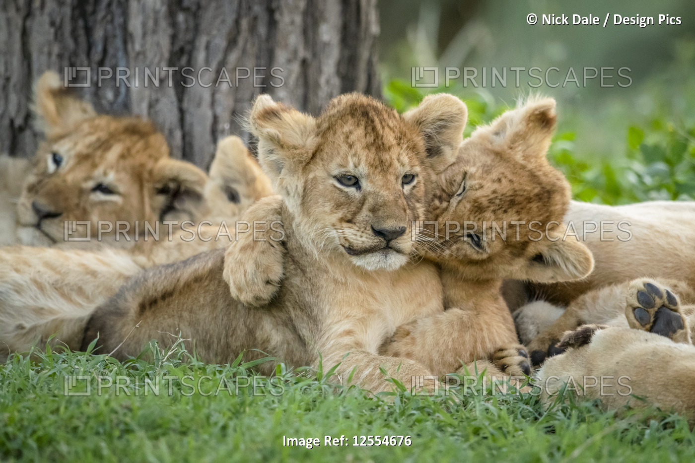 Lion (Panthera leo) cub bites sibling lying under tree, Serengeti National ...