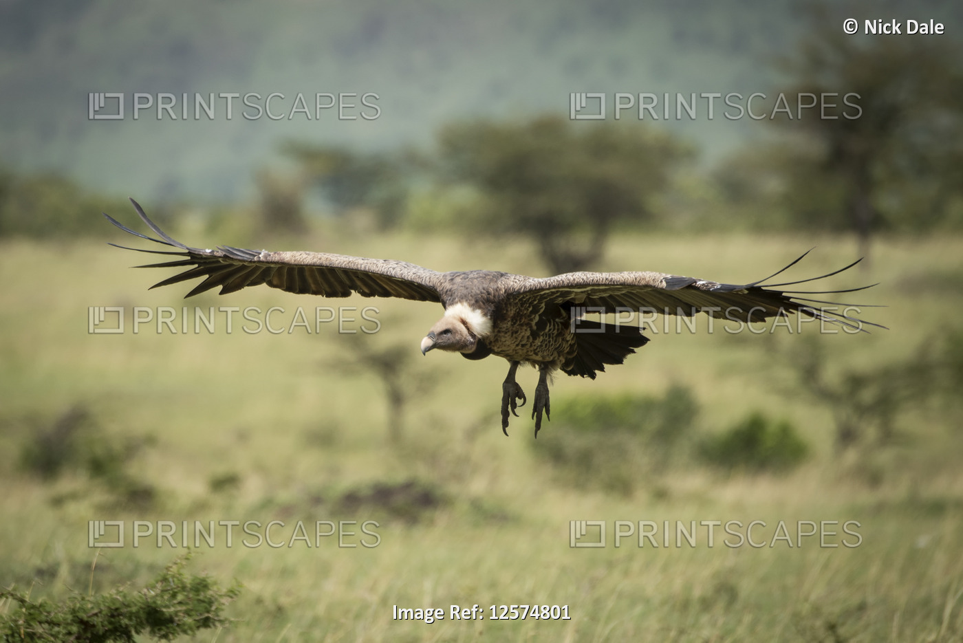 White-backed vulture (Gyps africanus) comes in for grassy landing, Klein's ...