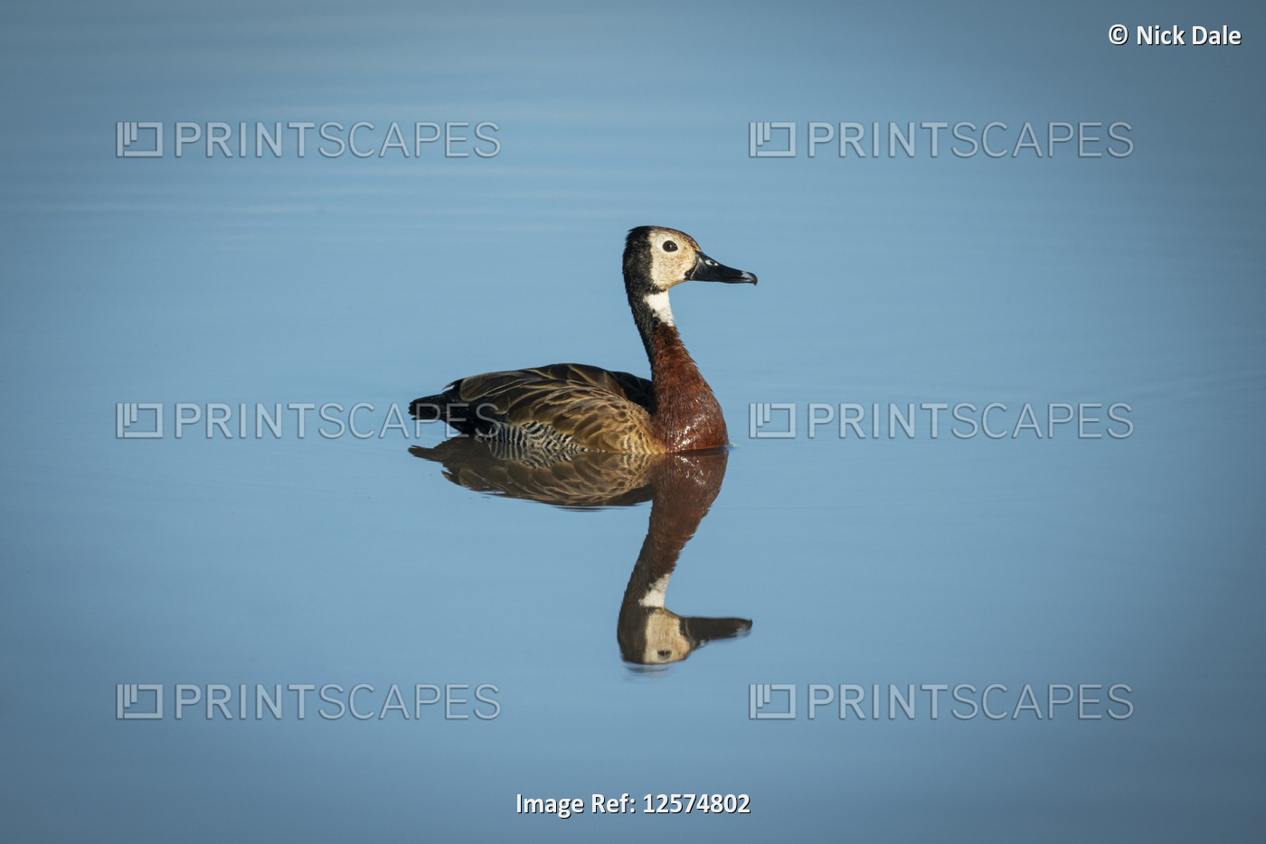 White-faced whistling duck (Dendrocygna viduata) reflected in smooth pond, ...