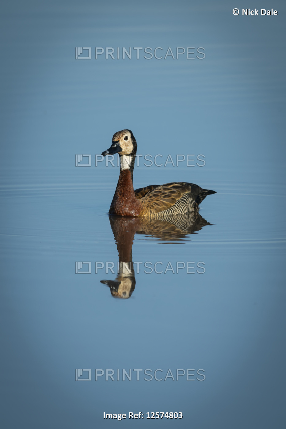 White-faced whistling duck (Dendrocygna viduata) reflected in smooth pond, ...