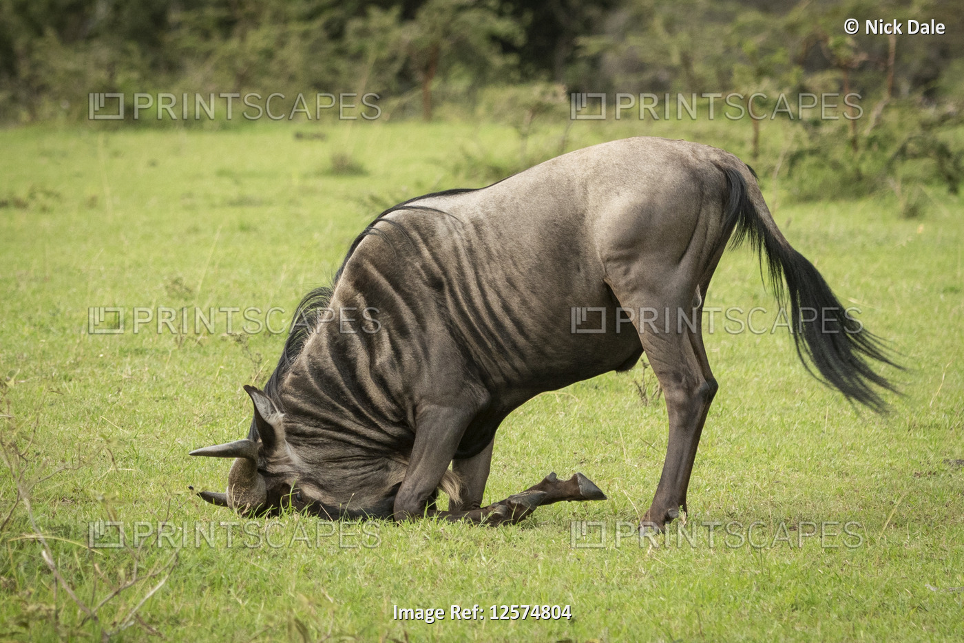 Wildebeest (Connochaetes taurinus) rests head on ground in savannah, Klein's ...