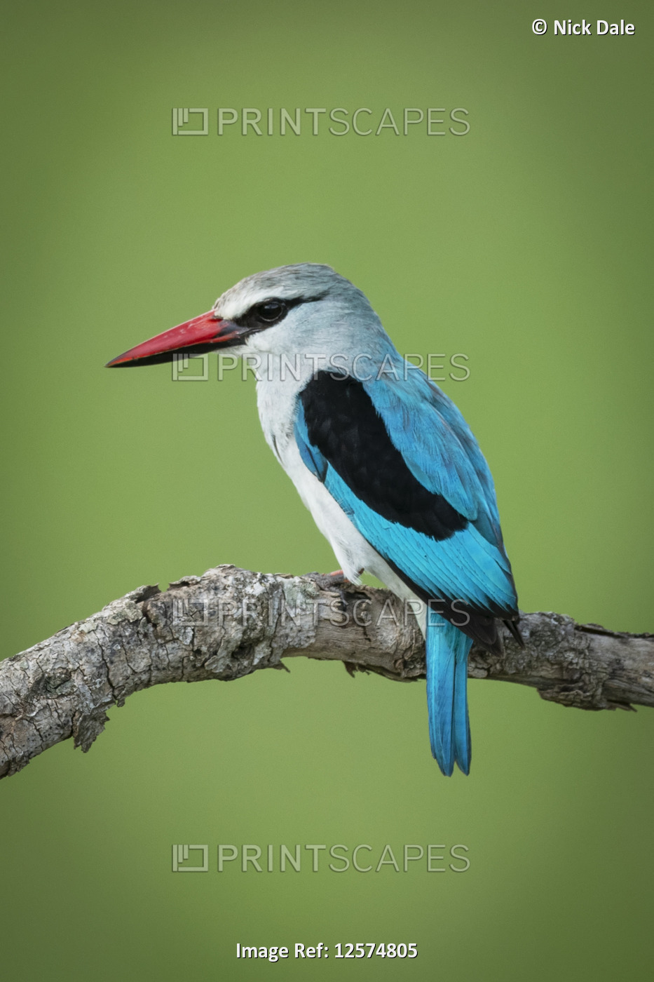 Woodland kingfisher (Halcyon senegalensis) on branch with blurred background, ...