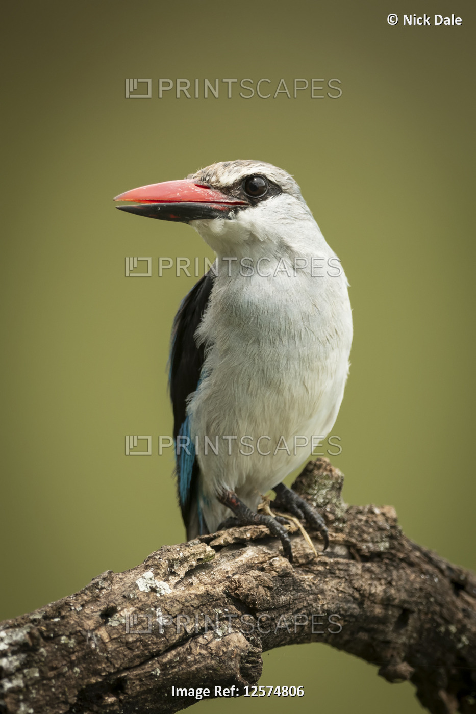 Woodland kingfisher (Halcyon senegalensis) turning left on dead branch, Grumeti ...