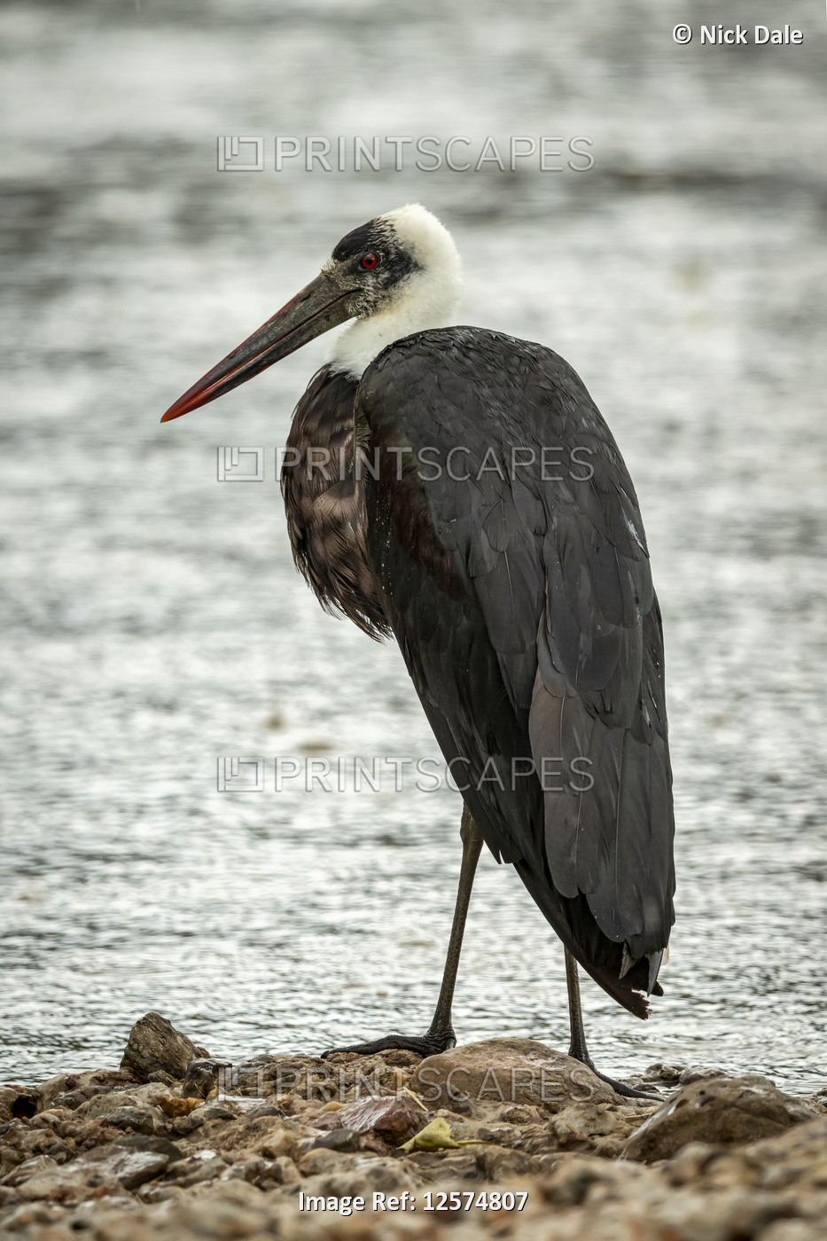 Woolly-necked stork (Ciconia episcopus) stands on shingle by river, Grumeti ...
