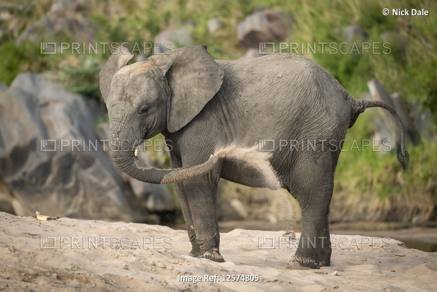 Young African bush elephant (Loxodonta africana) enjoying sand bath, Cottar's ...