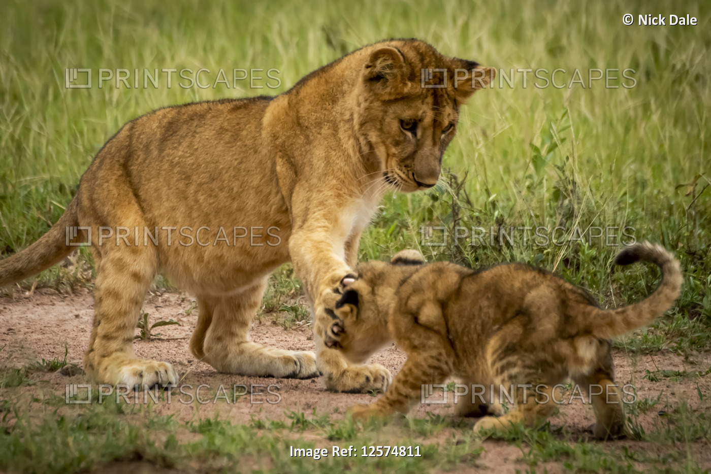 One lion cub (Panthera leo) slaps another with paw, Grumeti Serengeti Tented ...