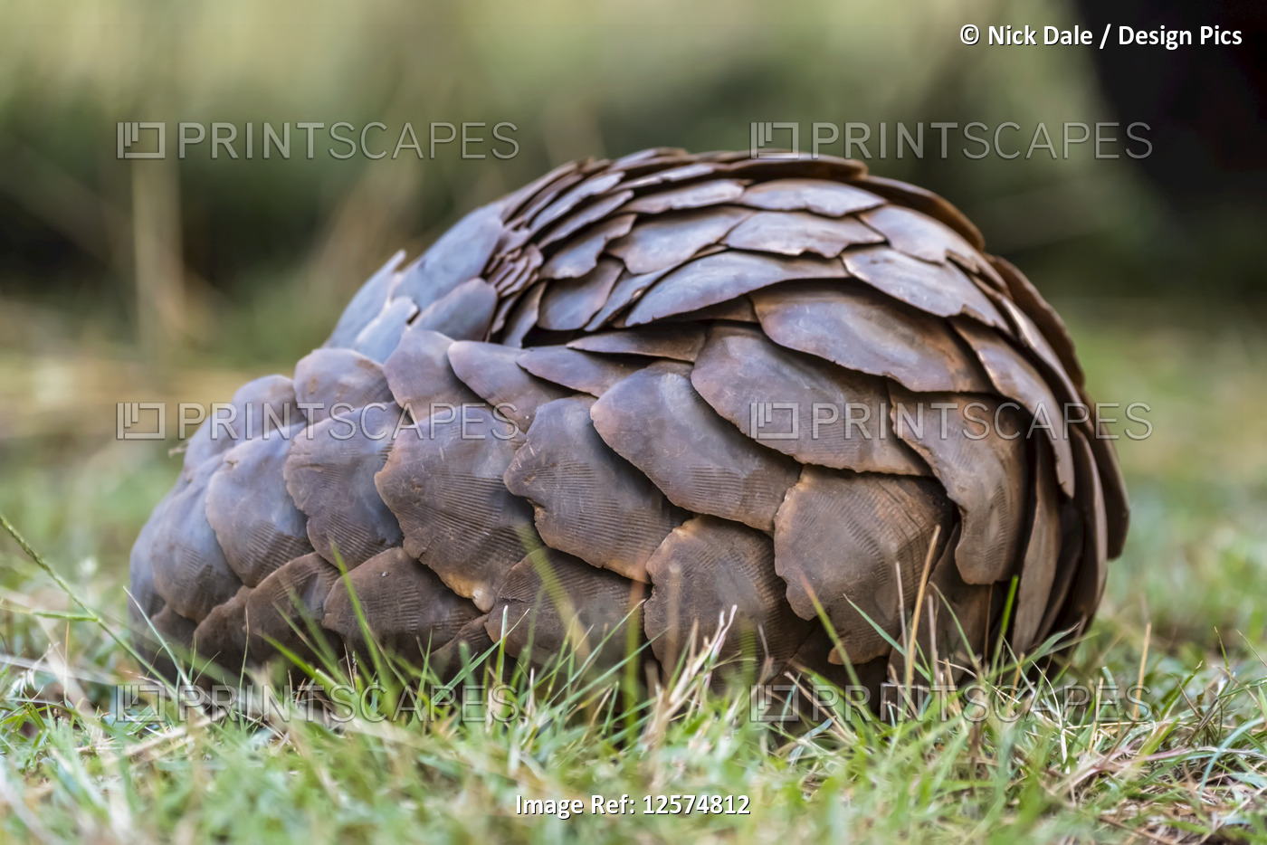 Pangolin (Smutsia temminckii) rolled into ball in short grass, Cottar's 1920s ...