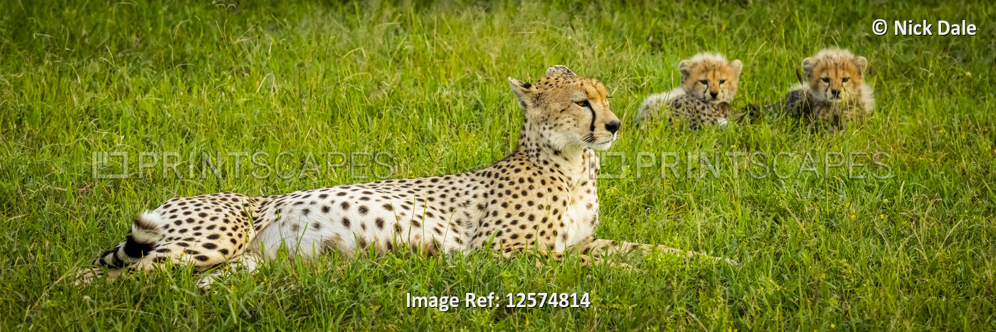 Panorama of cheetah (Acinonyx jubatus) lying beside two cubs, Grumeti Serengeti ...