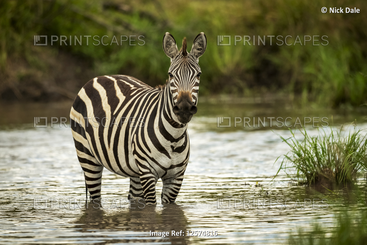 Plains zebra (Equus quagga) stands in pool eyeing camera, Cottar's 1920s Safari ...
