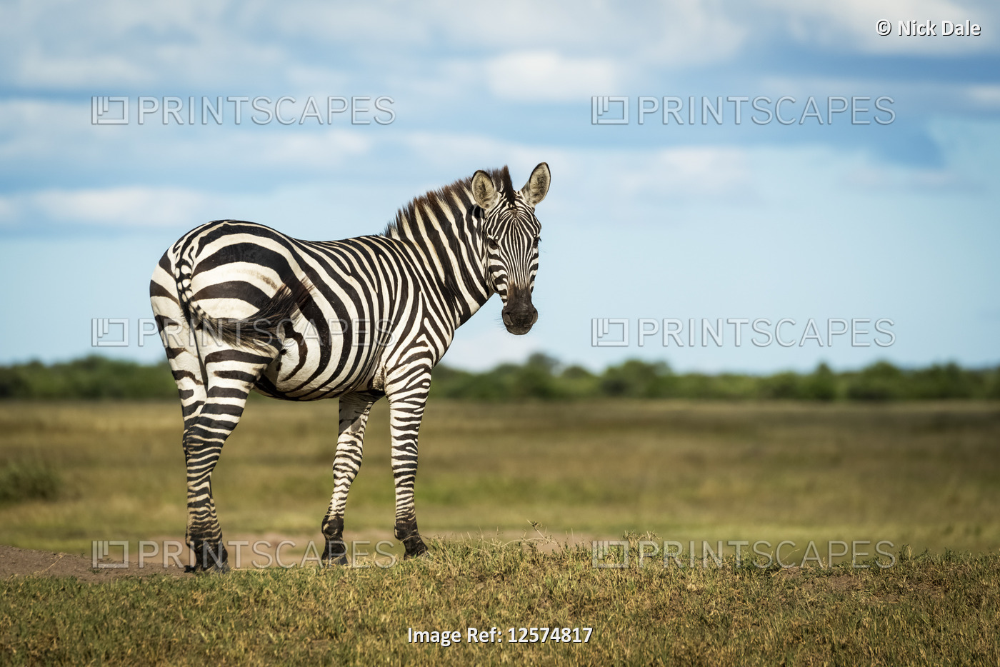 Plains zebra (Equus quagga) stands on bank looking round, Grumeti Serengeti ...