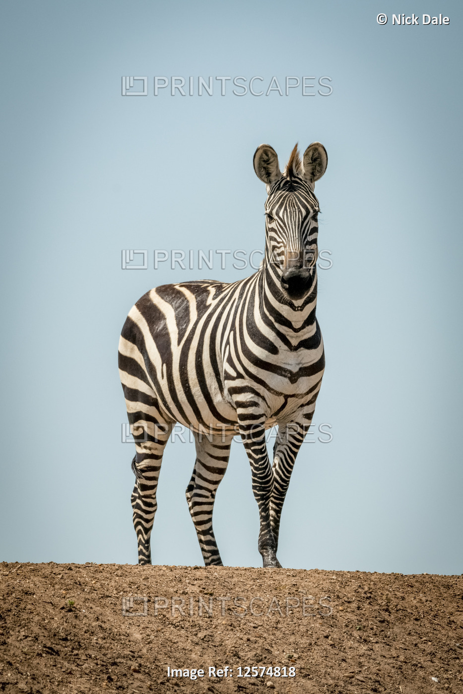 Plains zebra (Equus quagga) stands on ridge in sun, Grumeti Serengeti Tented ...
