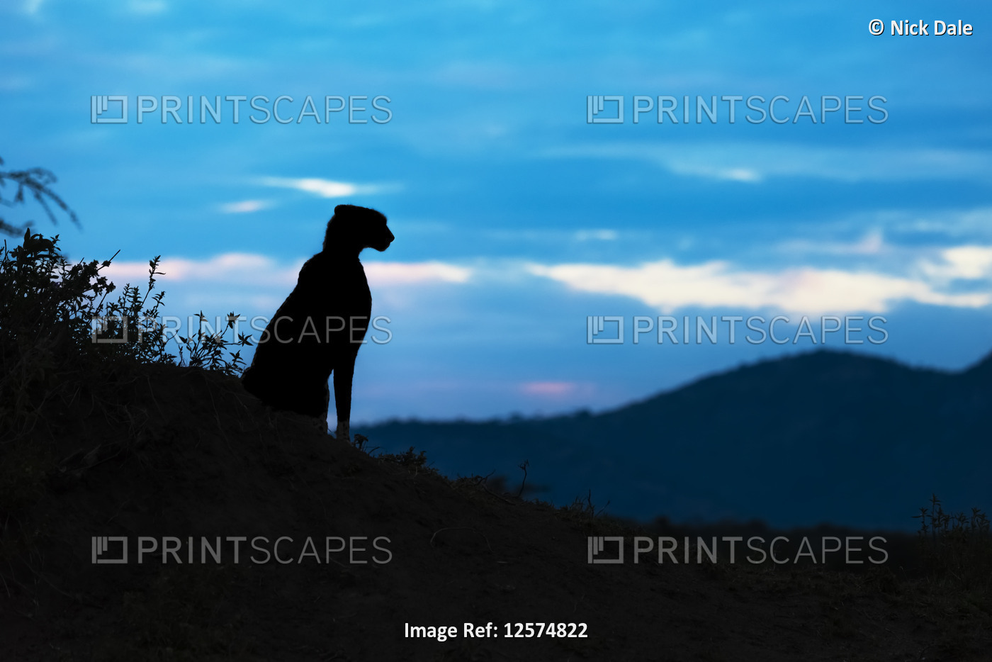 Silhouette of female cheetah (Acinonyx jubatus) looking over hills, Cottar's ...