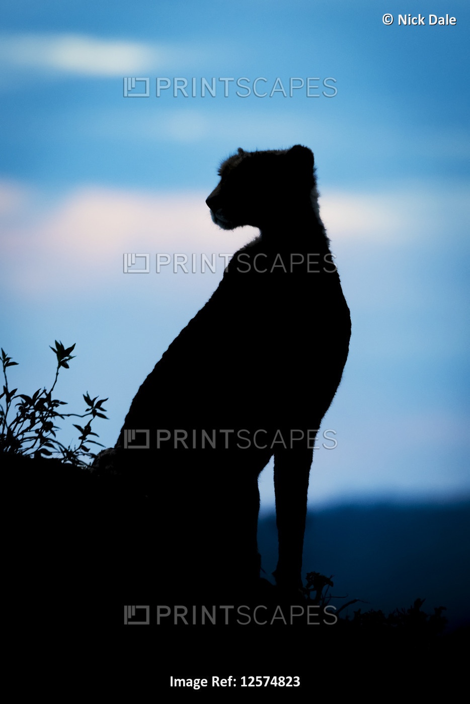 Silhouette of female cheetah (Acinonyx jubatus) looking over hills, Cottar's ...