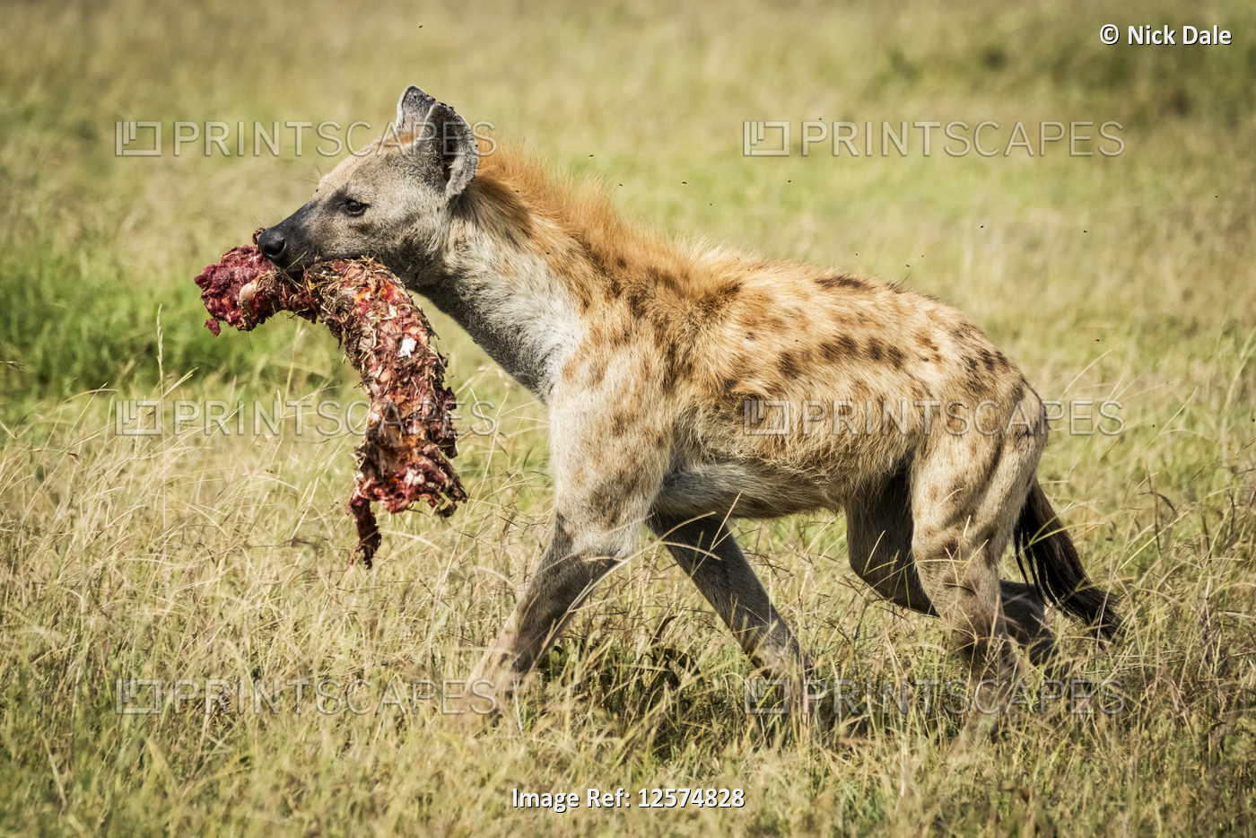Spotted hyena (Crocuta crocuta) carries bloody bone across grass, Grumeti ...
