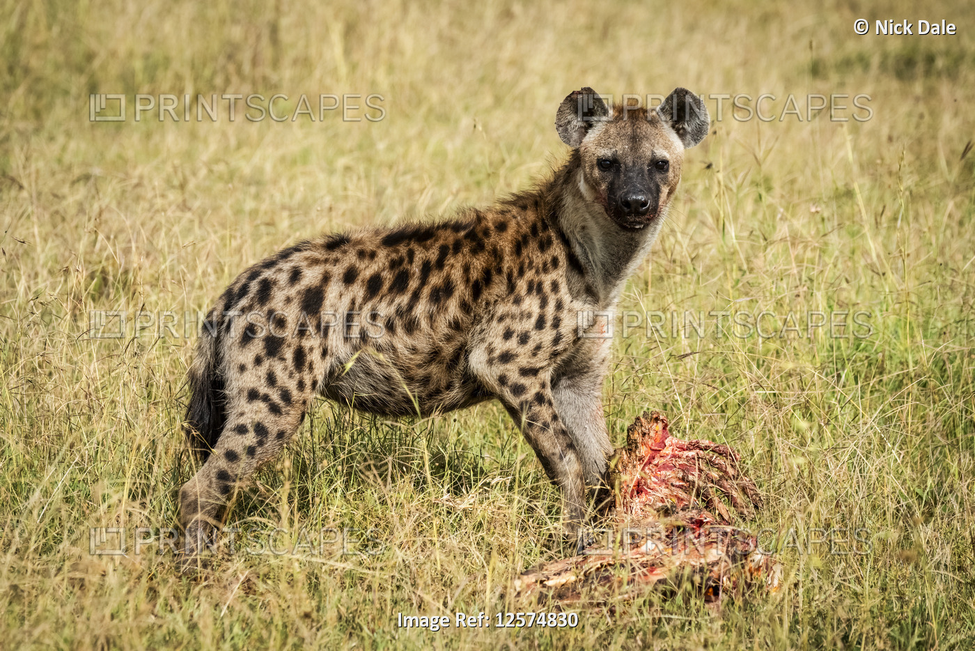 Spotted hyena (Crocuta crocuta) guards bloody carcase in grass, Grumeti ...