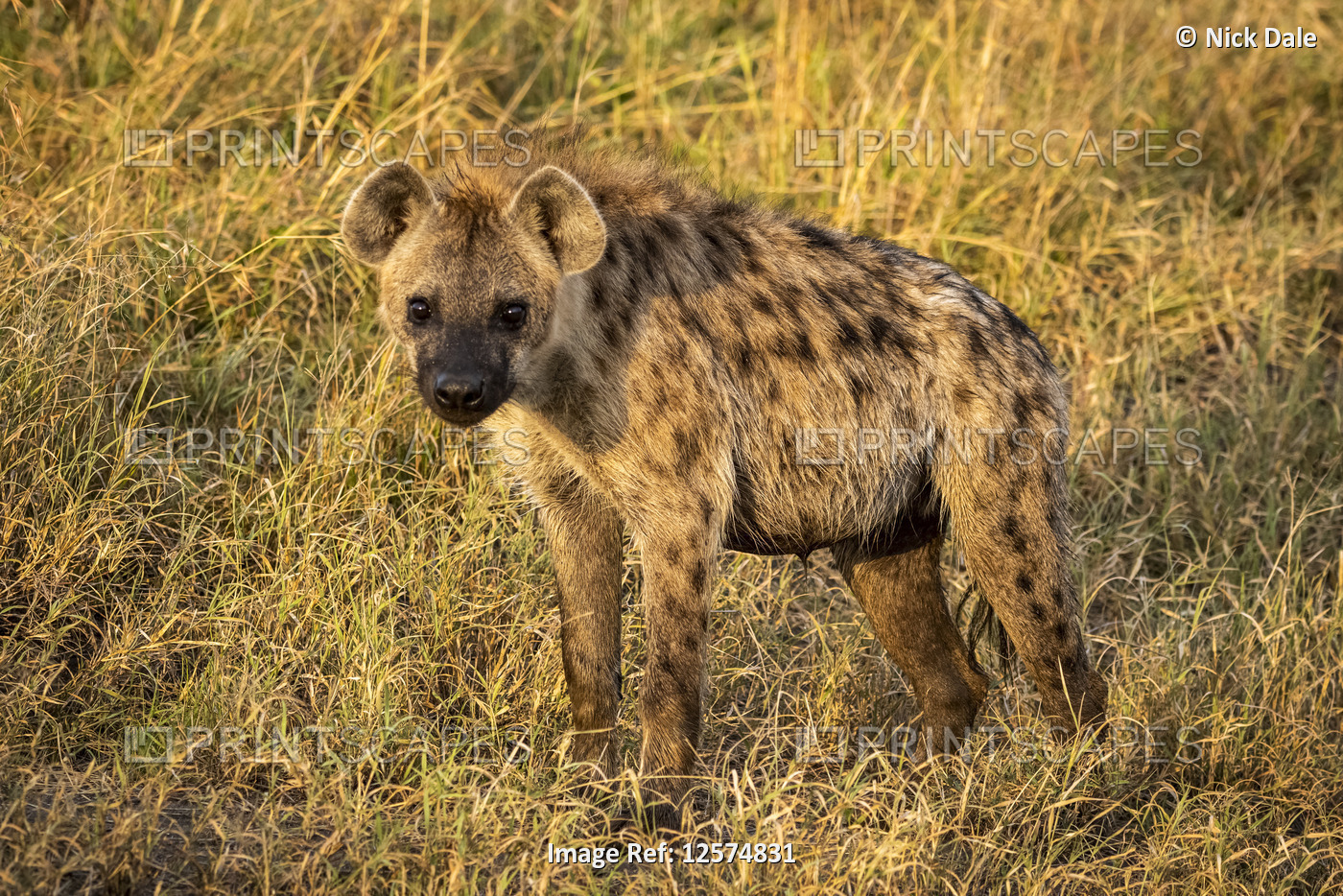 Spotted hyena (Crocuta crocuta) stands looking straight at camera, Cottar's ...