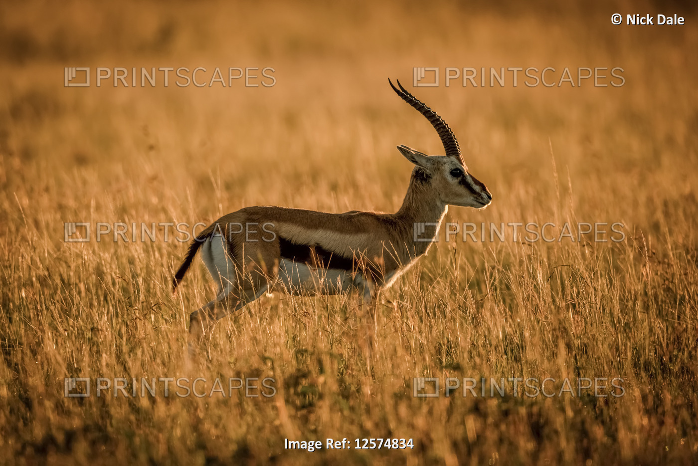 Thomson's gazelle (Eudorcas thomsonii) stands in profile at sunrise, Grumeti ...