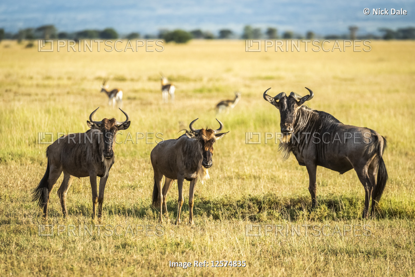 Three blue wildebeest (Connochaetes taurinus) stand staring at camera, Grumeti ...