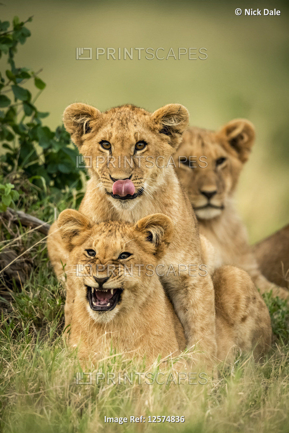 Three lion cubs (Panthera leo) lie together by bush, Cottar's 1920s Safari ...