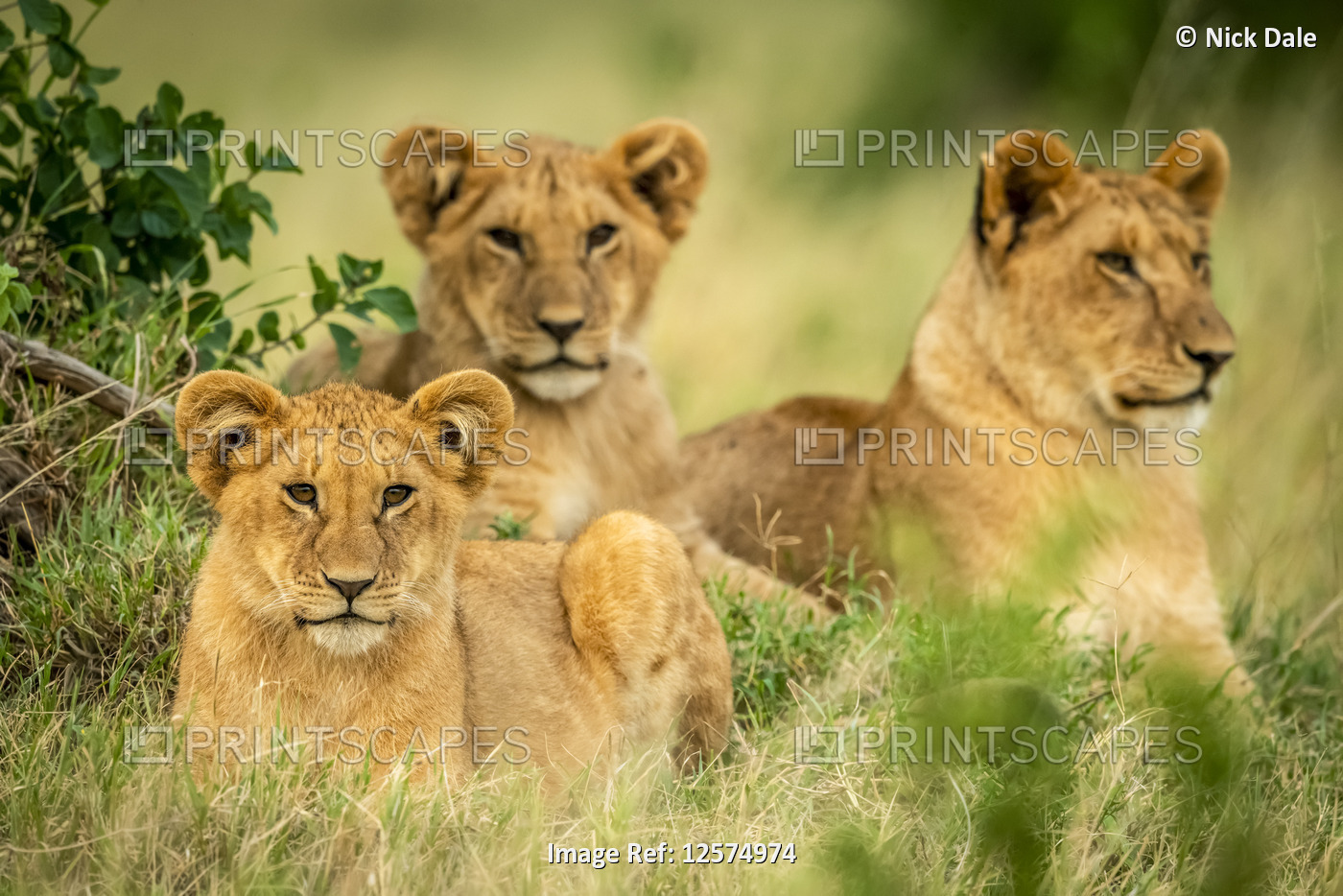Three lion cubs (Panthera leo) lie framed by bushes, Cottar's 1920s Safari ...