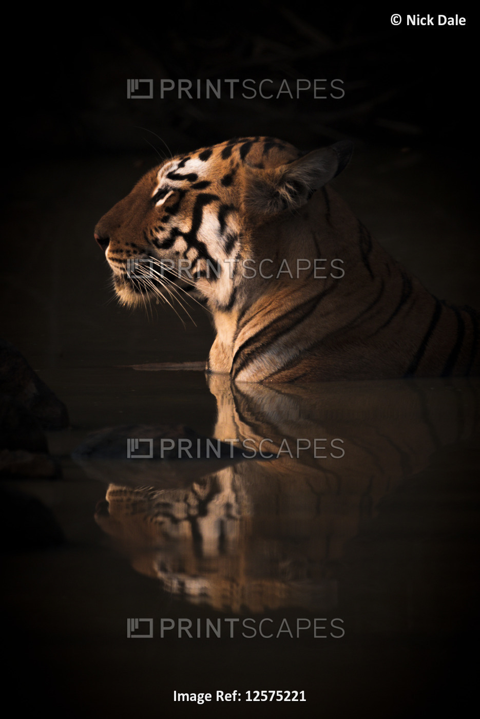 A Bengal tigress (Panthera tigris tigris) lies up to her neck in the dark ...