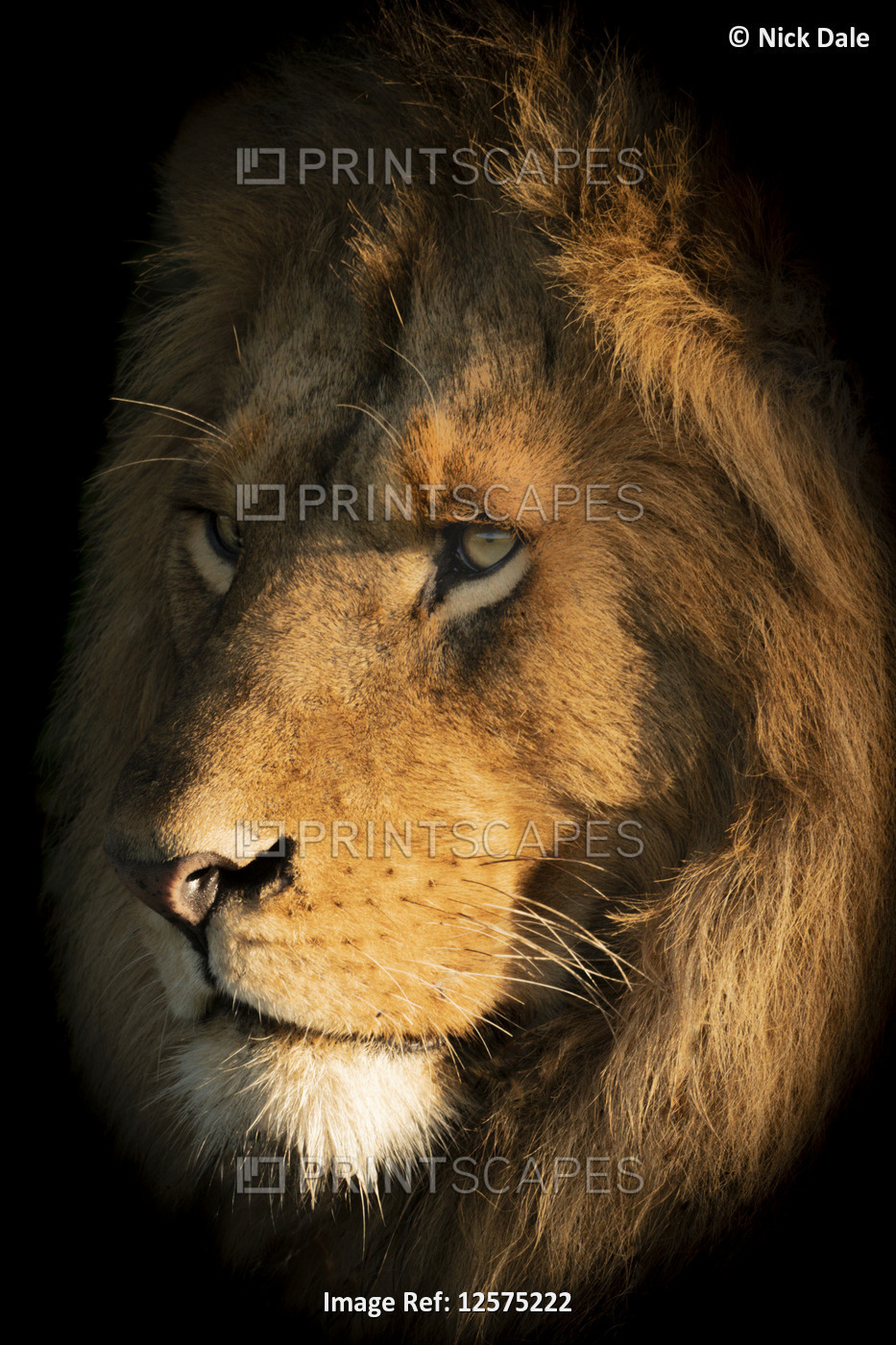 A male lion (Panthera leo) lies with its head bathed in the golden light of ...