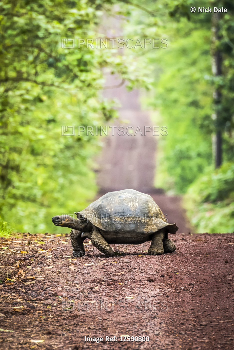 Galapagos giant tortoise (Chelonoidis nigra)  lumbers slowly across a long, ...