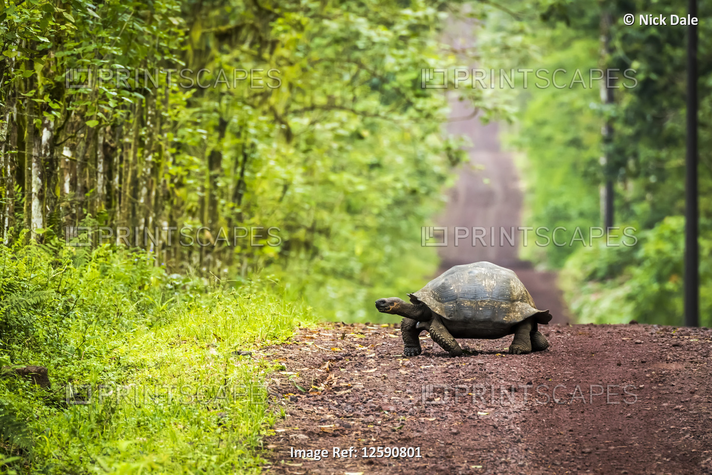 Galapagos giant tortoise (Chelonoidis nigra)  lumbers slowly across a long, ...