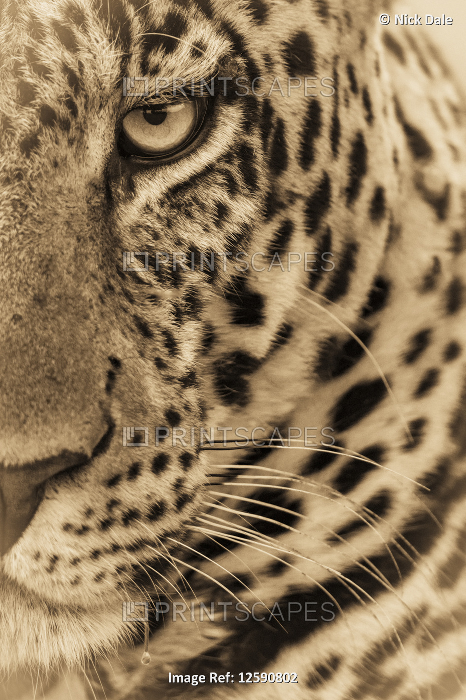 A male leopard (Panthera pardus) stares at the camera. It has a brown, spotted ...