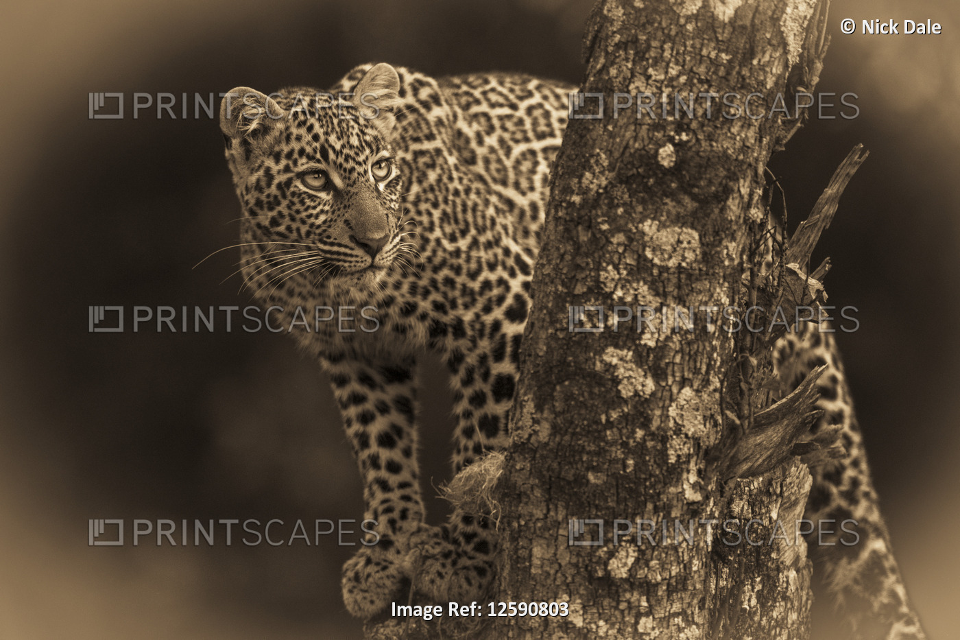 A leopard (Panthera pardus) stands in a tree that is covered in lichen. It has ...