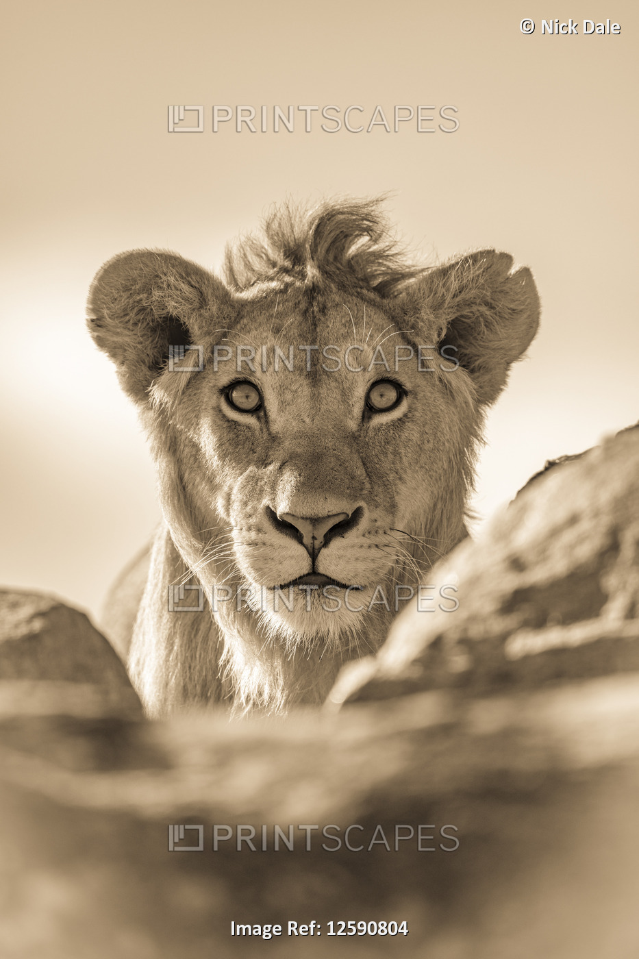 A young male lion (Panthera leo) pokes his head above a rocky ledge. He has a ...