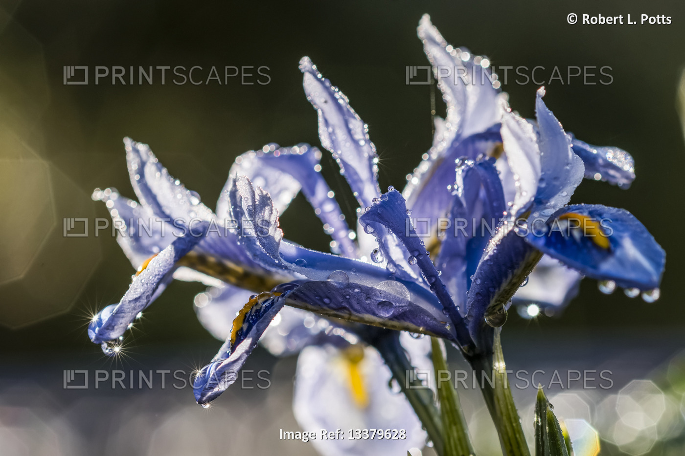 Dwarf irises bloom in February in Oregon; Astoria, Oregon, United States of ...