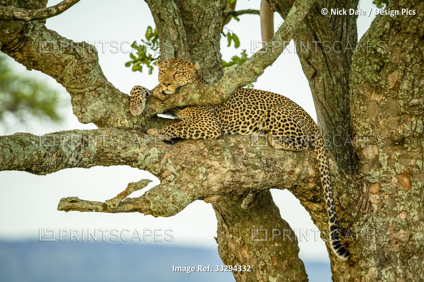 Leopard (Panthera pardus) lying in a tree relaxing and resting head and paw on ...