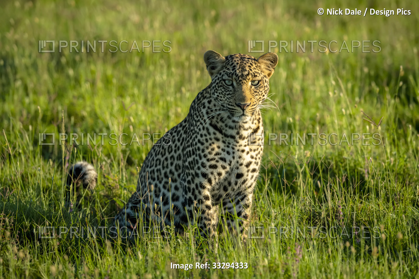 Portrait of a leopard (Panthera pardus) sitting on the grass looking at camera; ...
