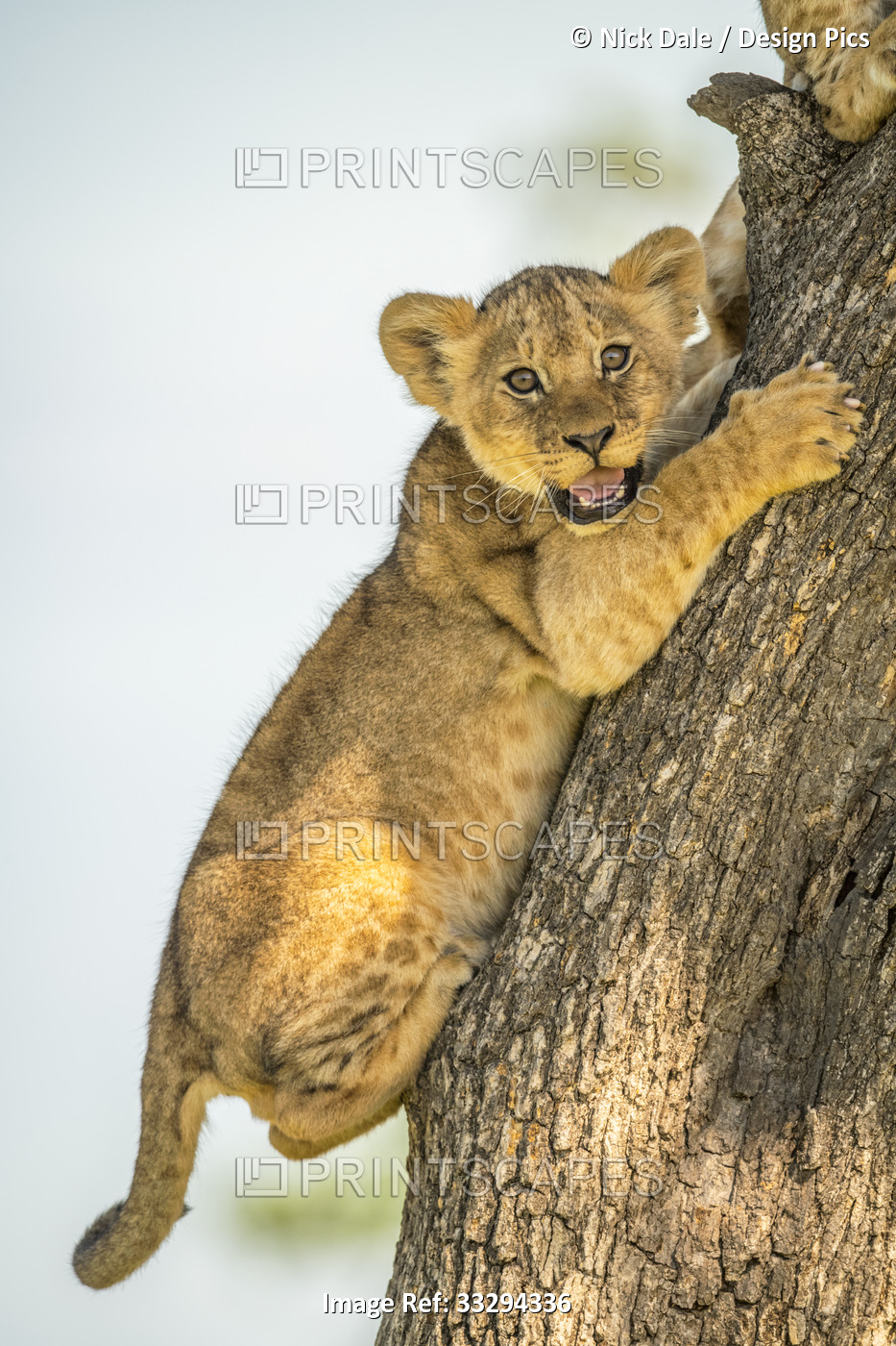 Close-up portrait of lion cub (Panthera leo) clinging to tree trunk with claws ...