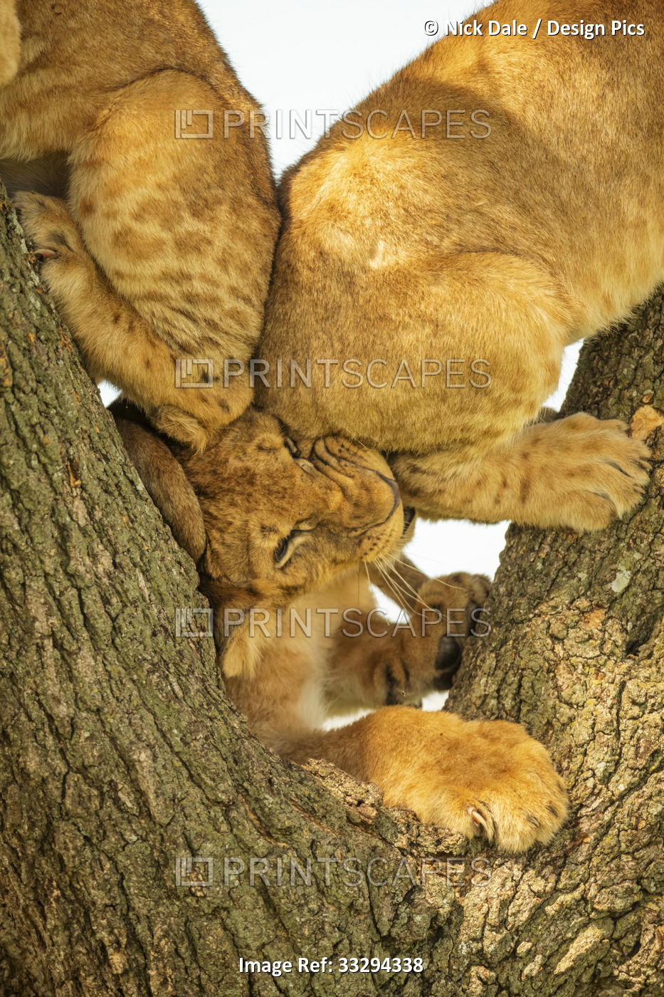 Close-up of lion cub (Panthera leo) being squished by two other cubs in a tree; ...