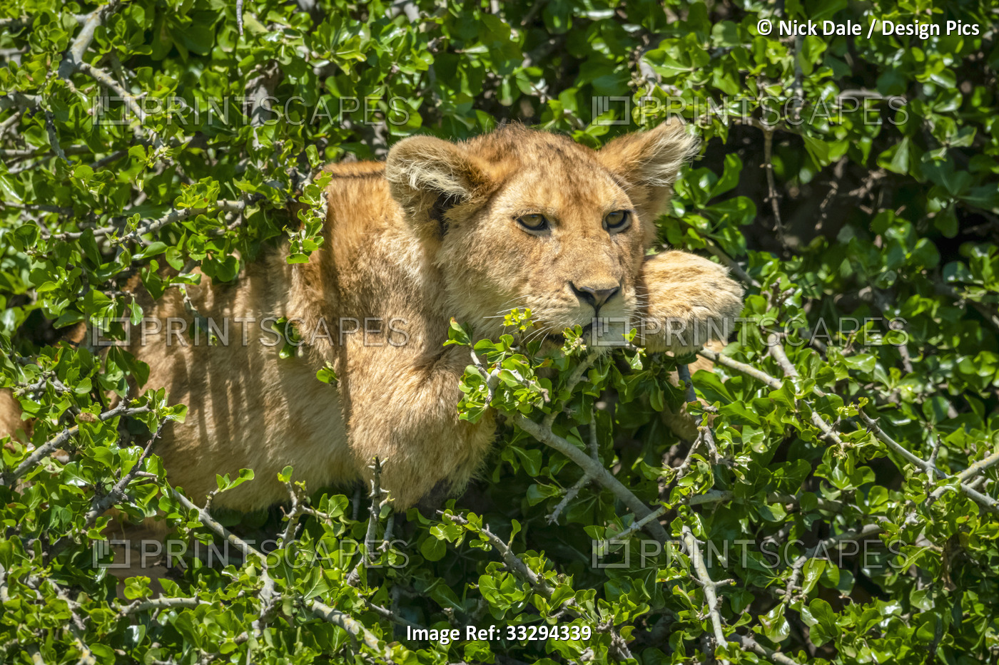 Lion cub (Panthera leo) lying in a bush between the foliage in the sunshine; ...