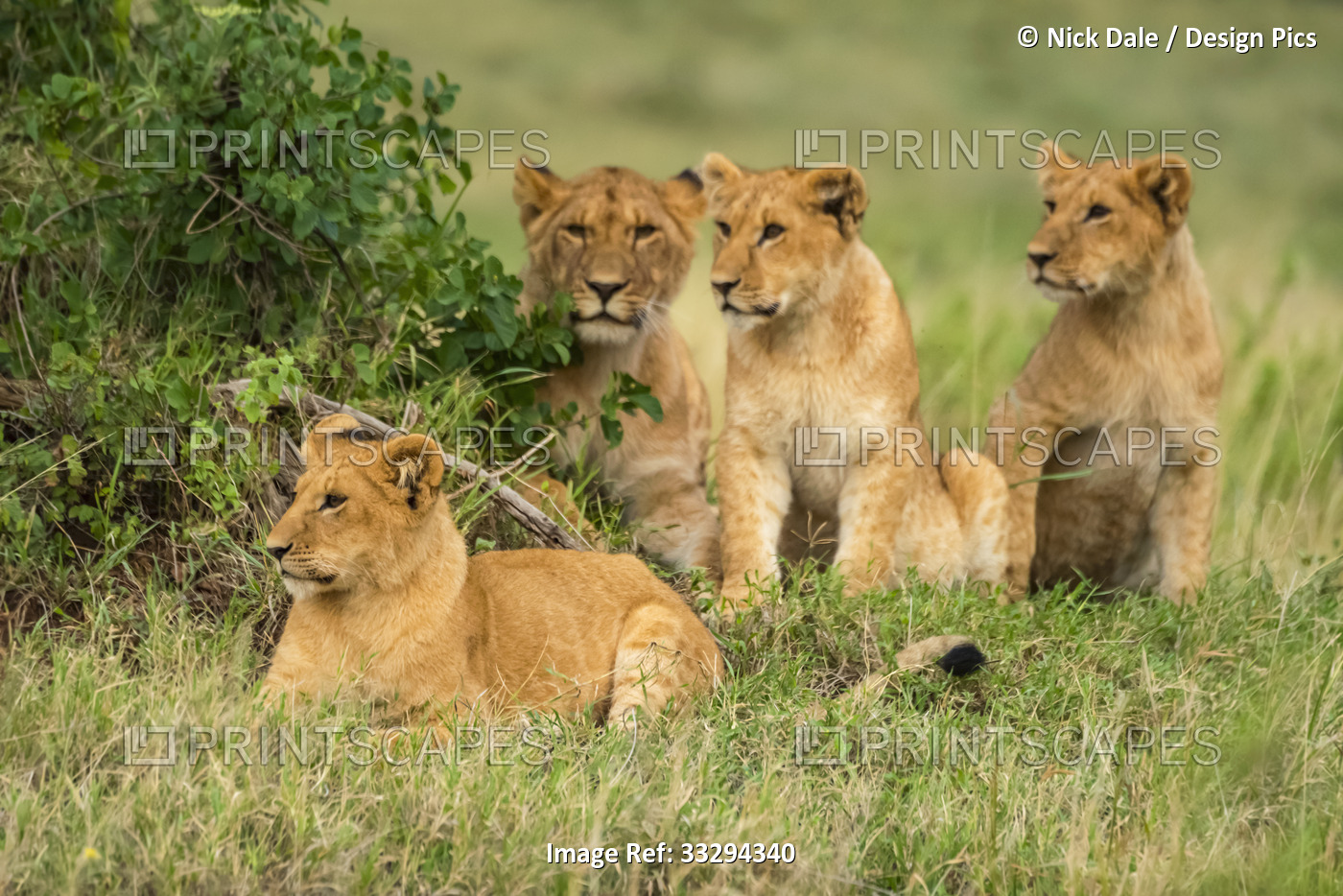 Four lion cubs (Panthera leo) lying and sitting on the grass; Kenya