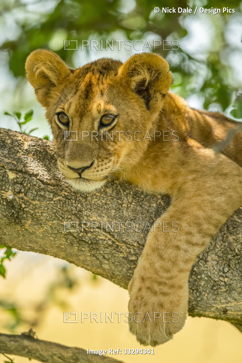 Close-up portrait of lion cub (Panthera leo) lying on tree branch with paw ...