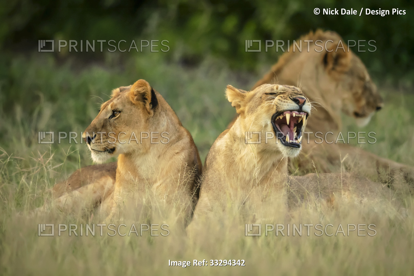 Young lions (Panthera leo) lying down in the grass while one is yawning; ...