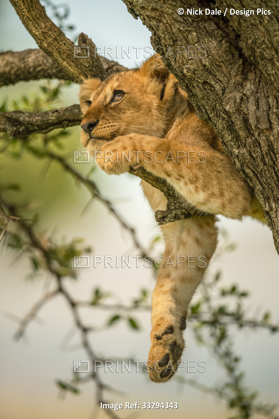Lion cub (Panthera leo) relaxing on tree branch looking up; Tanzania
