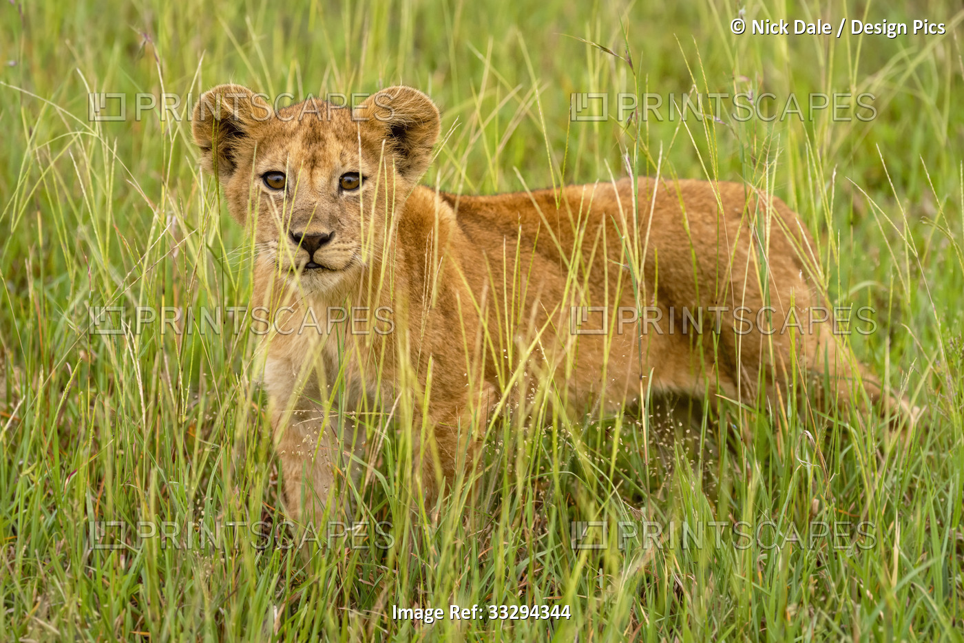 Portrait of lion cub (Panthera leo) standing in the long grass looking at ...