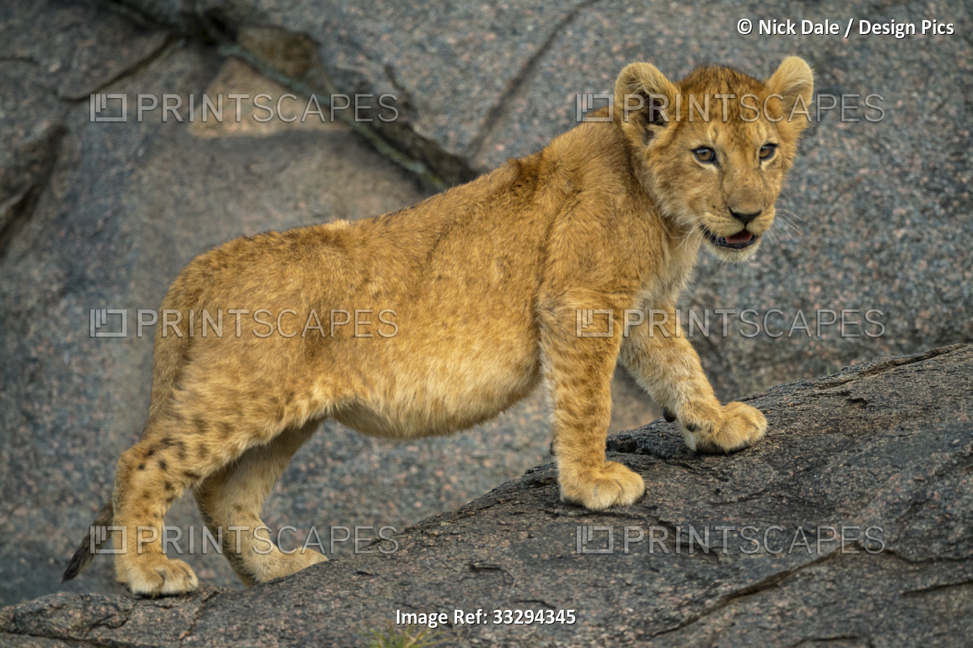 Close-up portrait of lion cub (Panthera leo) standing on rock looking into the ...