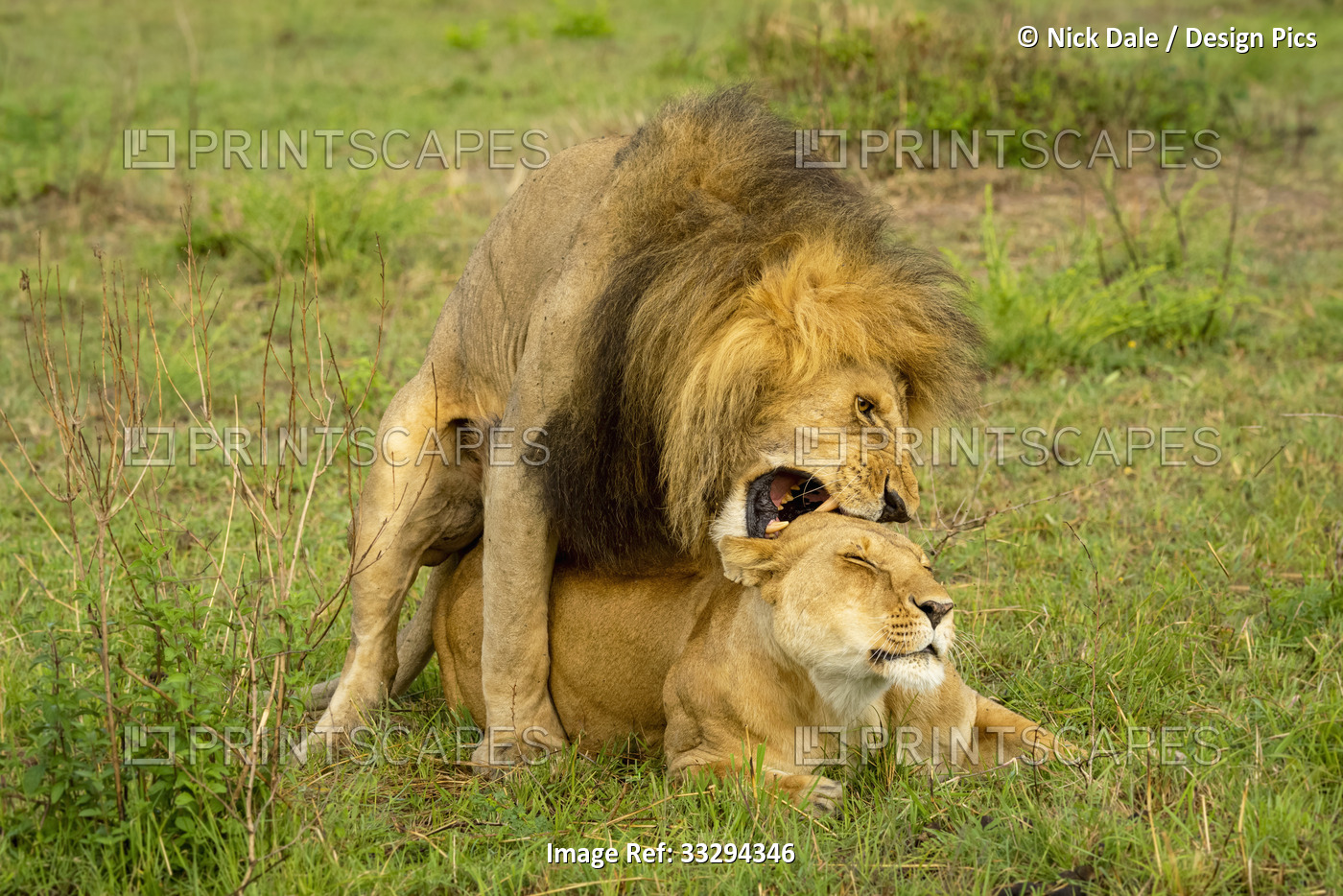 Lion (Panthera leo) biting back of neck of lioness while mating; Kenya