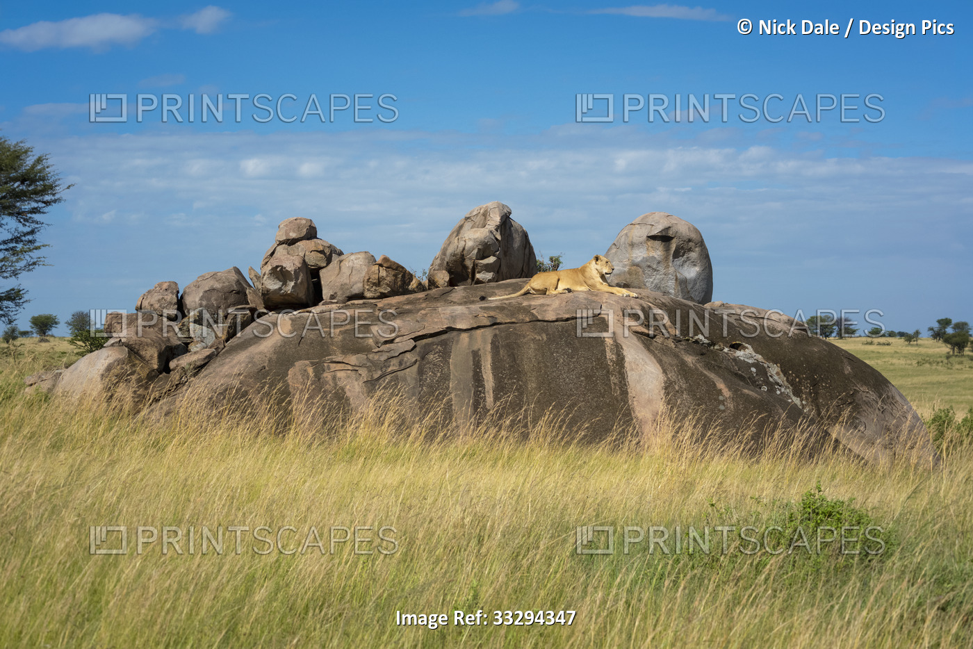 Lioness (Panthera leo) lying down on rocky outcrop on savanna; Tanzania