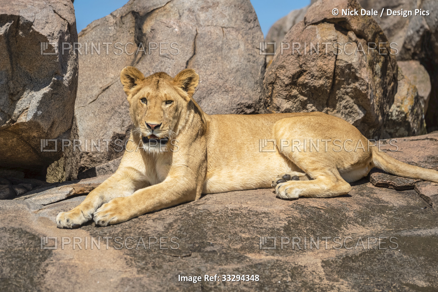 Close-up portrait of lioness (Panthera leo) lying down on rock outcrop in the ...